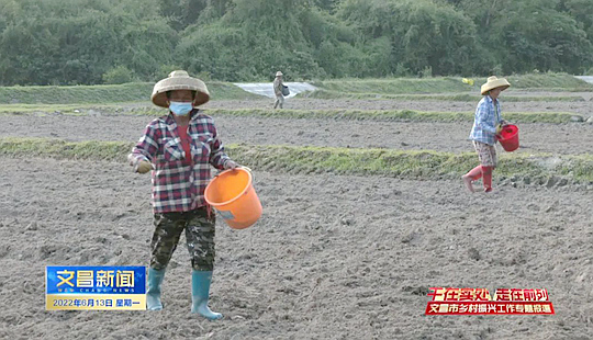 文昌市抱羅鎮：牽牢“牛鼻子” “荒地”變“寶地”