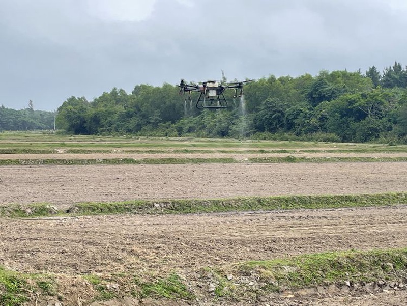 使用無人機噴灑除草劑。抱羅鎮政府供圖