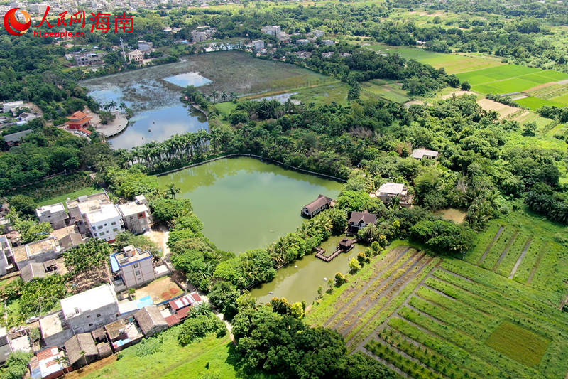 澄邁塘口村：荷香景美入畫來