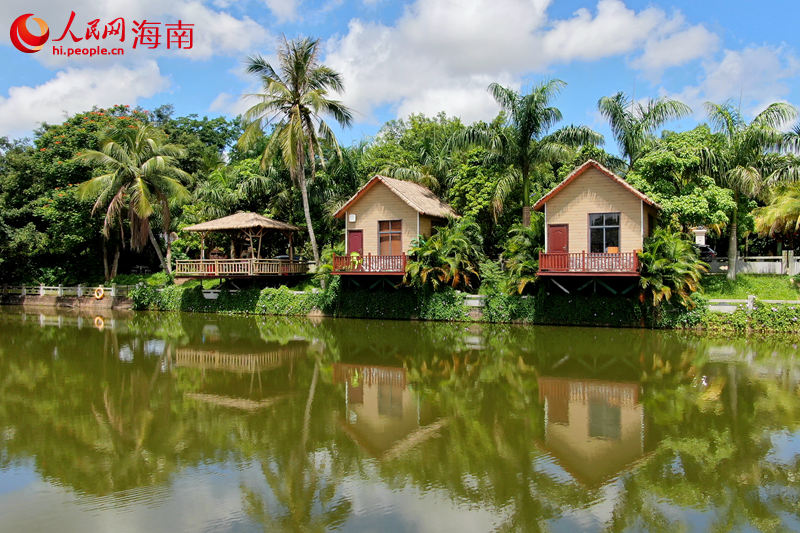澄邁塘口村：荷香景美入畫來 鄉村旅游正當時