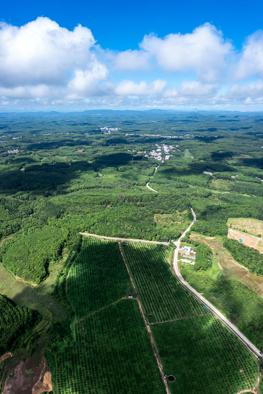 柚子種植基地。 陳權(quán)攝