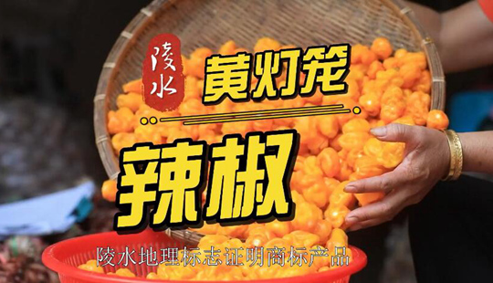 陵水地理標志商標產品“陵水黃燈籠辣椒”來了