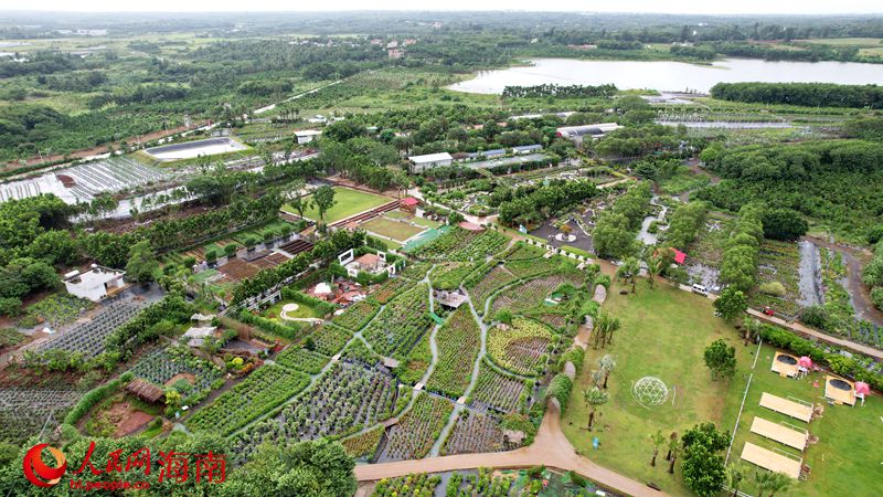 海口市瓊山區紅旗鎮道崇村的三角梅種植園。人民網 孟凡盛攝