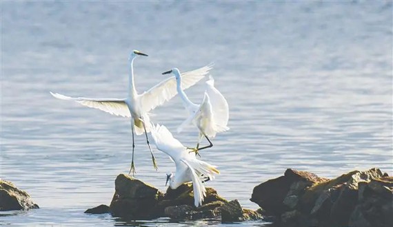 萬寧小海，鷺鳥翔集。