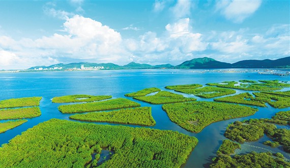 陵水：退塘還林 修復濕地