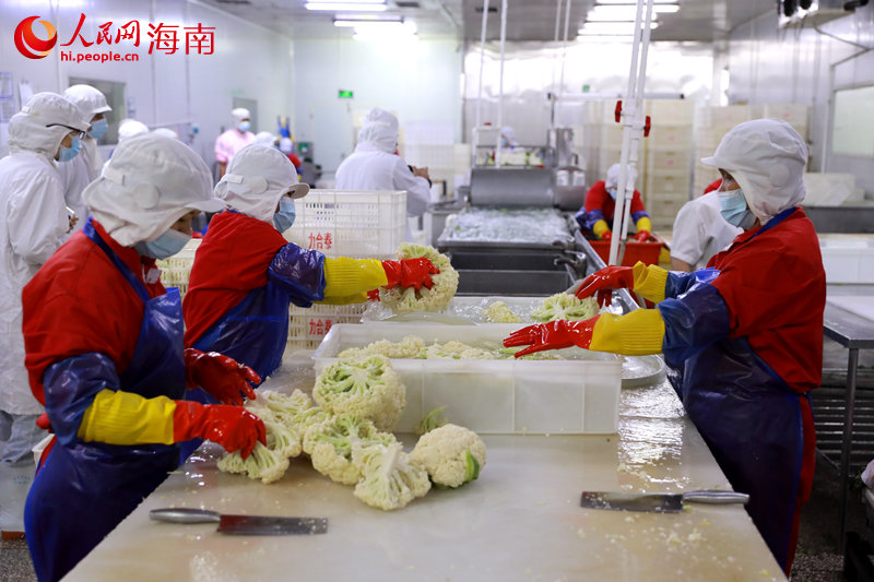 工作人員清洗菜花以備使用。 人民網 孟凡盛攝