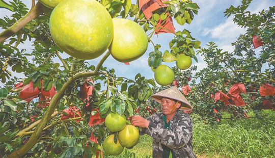 美臺蜜柚基地里工作人員在精心管護果樹