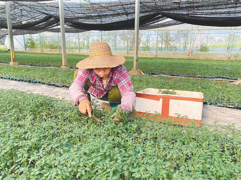 在澄邁某農(nóng)業(yè)技術(shù)開發(fā)公司的大棚，育苗工人正在育苗。