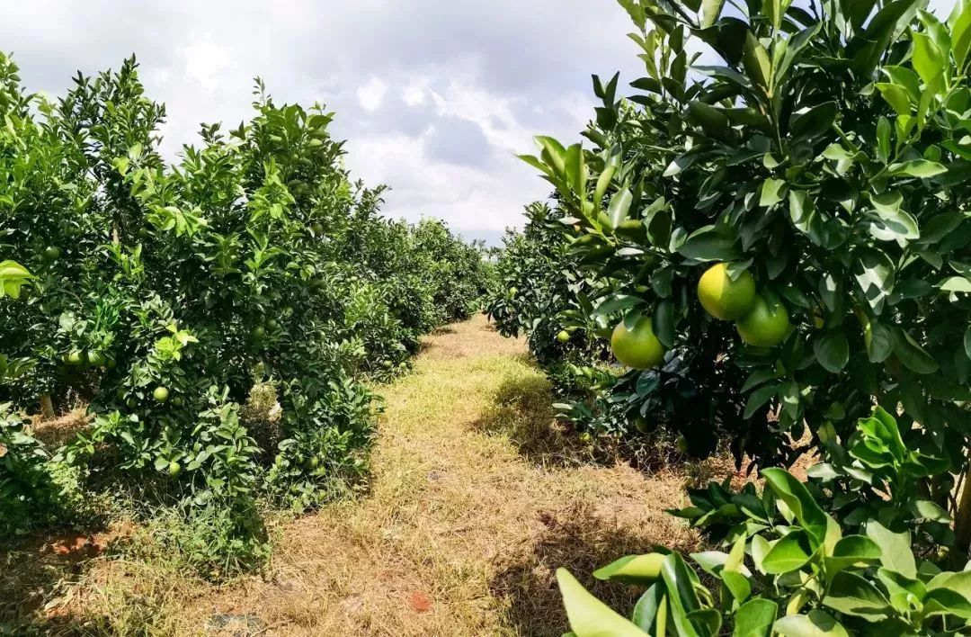 澄邁縣一處福橙標(biāo)準(zhǔn)化種植基地。