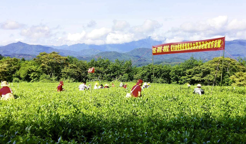 田間采茶。海墾熱作集團供圖