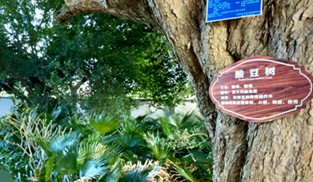 “古井古樹·新乙烯”和諧共生的環保典范