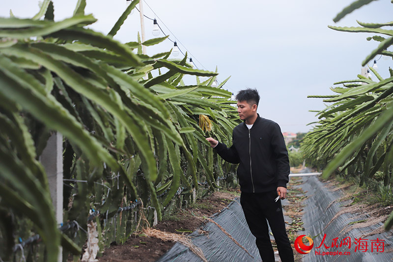 孫器狀在果地里忙碌。人民網(wǎng) 牛良玉攝