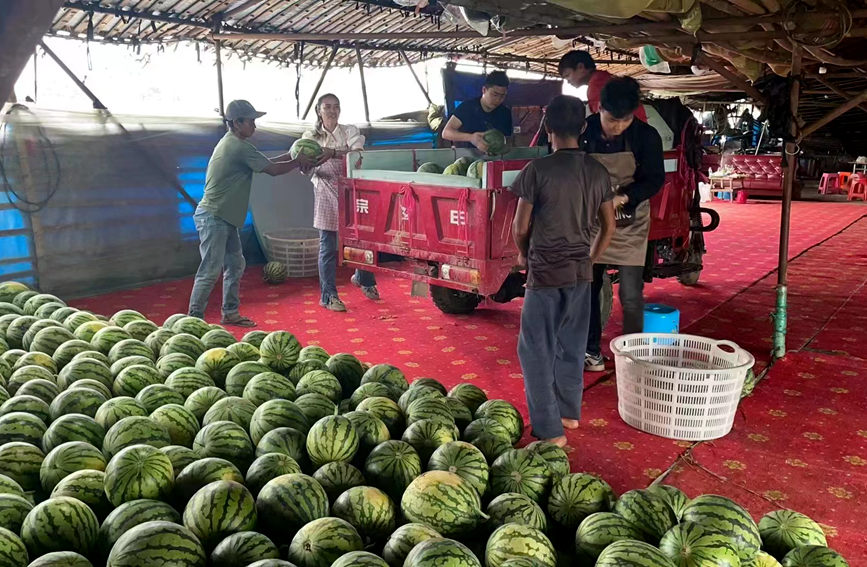 果農們正搶抓時間將剛剛采摘的新鮮西瓜進行打包、裝車，發往全國各地。陳小芳攝