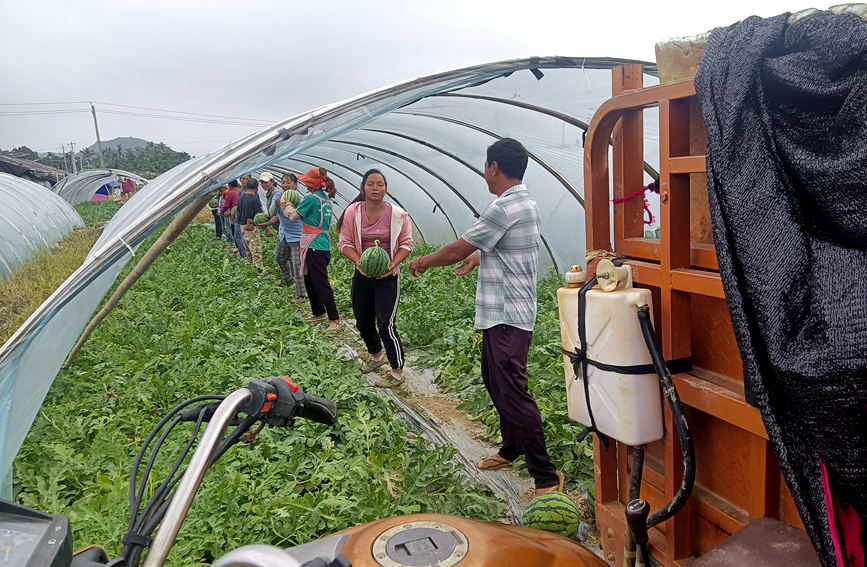 目前，萬城鎮已種植大棚西瓜10000多畝，輻射帶動周邊群眾露天種植西瓜有2000多畝。陳小芳攝