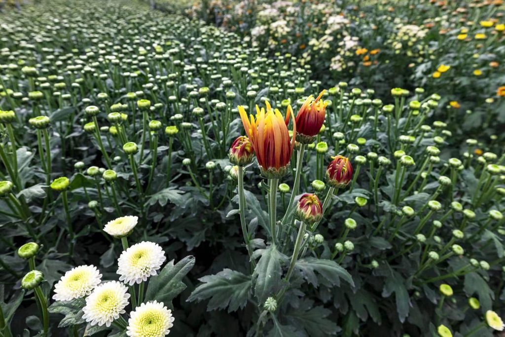 一朵朵菊花綻放笑顏。陳允武 攝