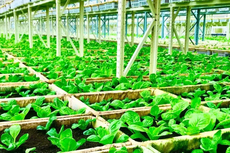 瓊中高產高質四季稻菜智慧農業種植實驗基地內大棚里種植的蔬菜。 瓊中縣融媒體中心供圖