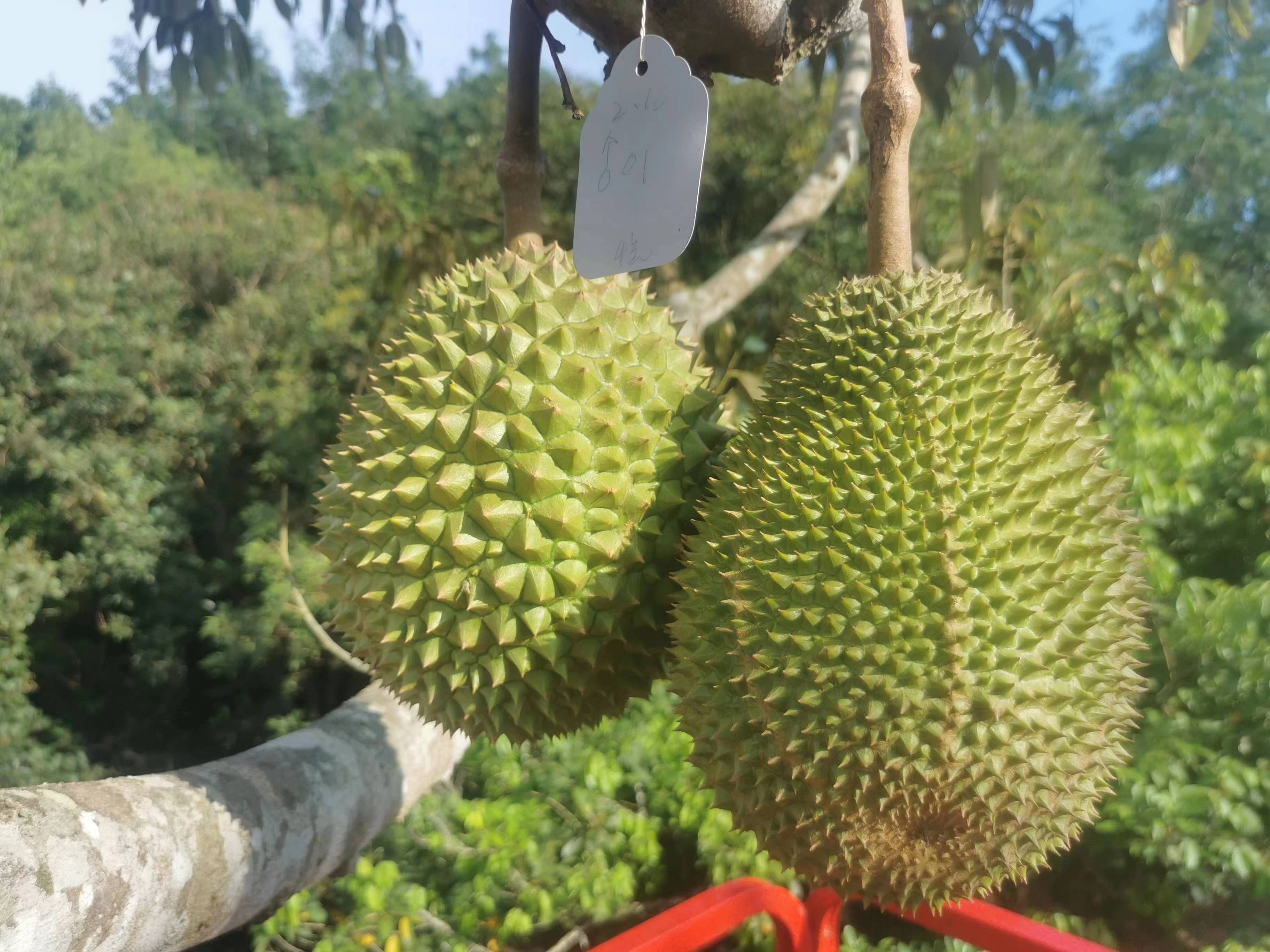 七仙嶺全球熱帶水果博覽中心園區榴蓮實物。