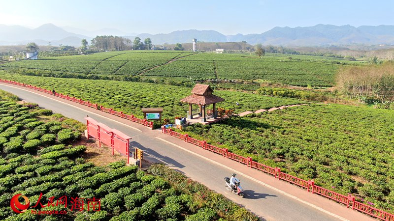 白沙生態(tài)茶園滿山滿坡的茶樹郁郁蔥蔥，目之所及皆是綠，風(fēng)景宜人。人民網(wǎng) 符武平攝