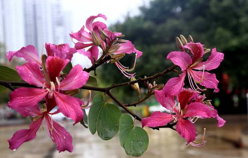 ?？跒I江路邊的紅花羊蹄甲。王德廣攝