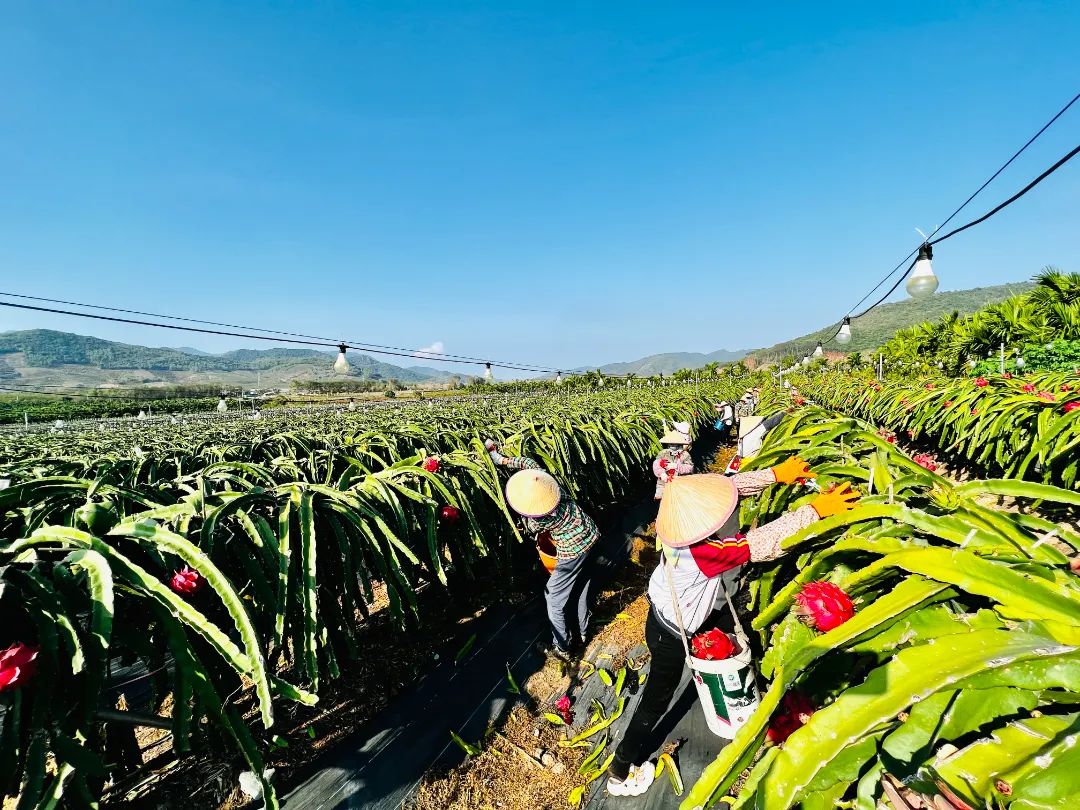 海南省東方市火龍果種植基地里，村民正在采收火龍果。平關(guān)文攝