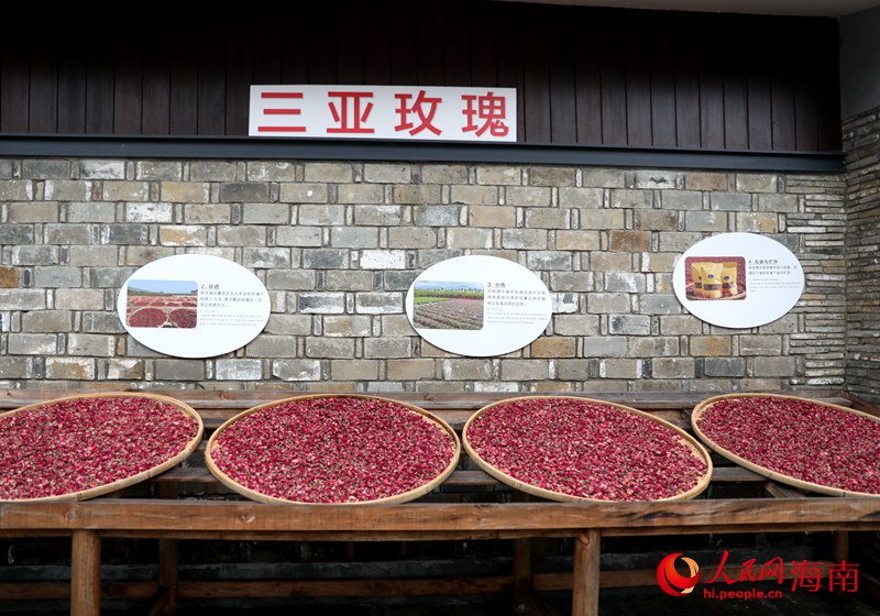 老鄉(xiāng)在鹽堿地里種出來的玫瑰茶，香氣四溢