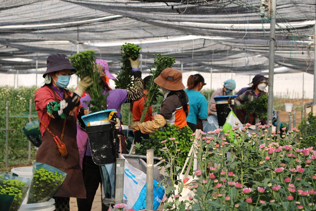 工人忙著打包、整理菊花產品。李才智攝