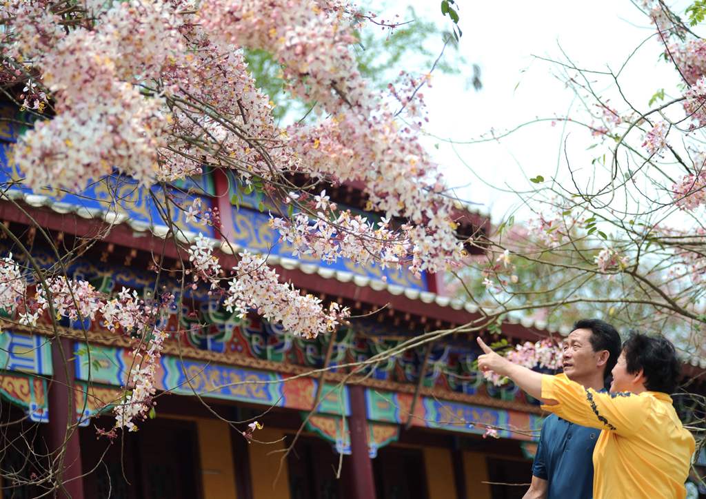 熱帶櫻花如期綻放，吸引游客前來拍照打卡。冼賀攝