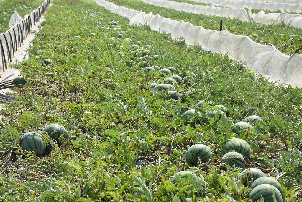 7000多畝瓜地迎來豐收。宋艷菲攝