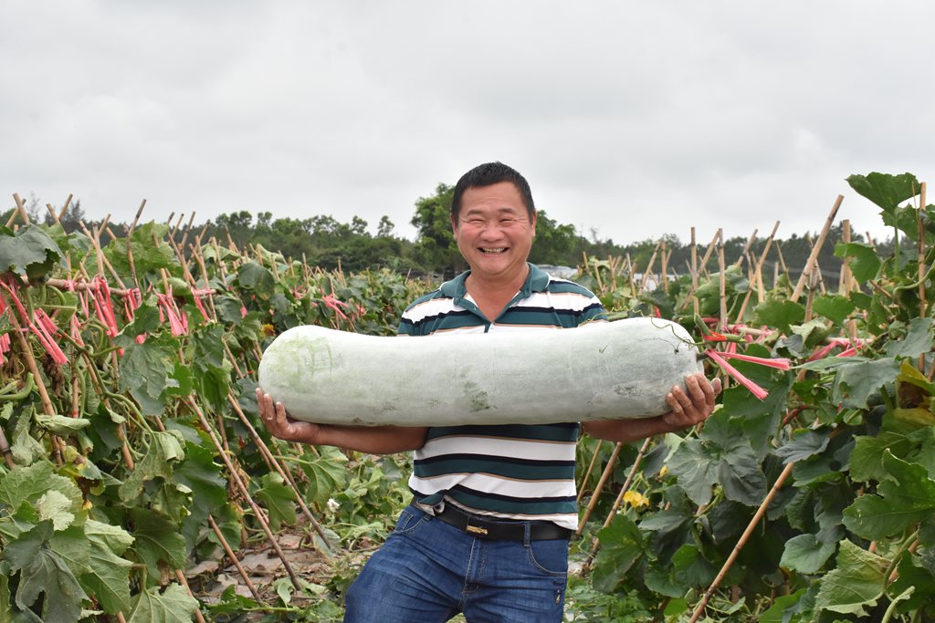冬瓜豐收，產量喜人。馮靜雯攝