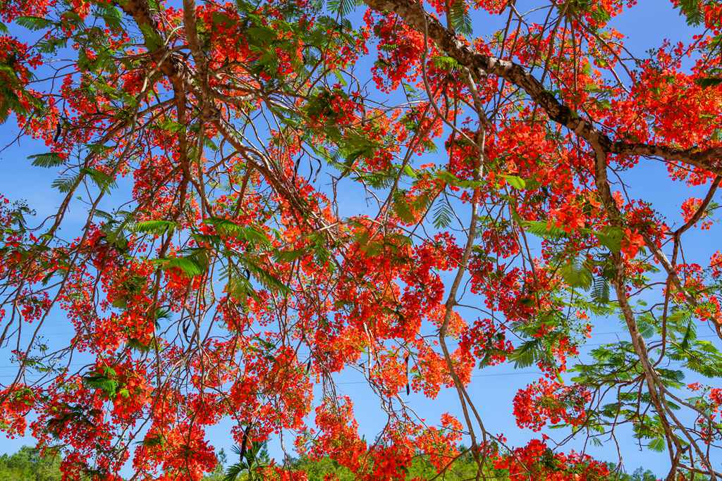 鳳凰樹(shù)迎來(lái)花季。付金城攝