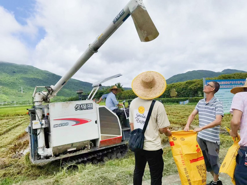 測產(chǎn)、驗收工作現(xiàn)場。海南大學三亞南繁研究院供圖