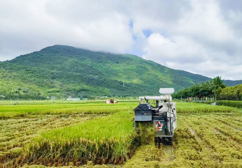 5月15日，2023年雜交水稻雙季畝產3000斤高產攻關實驗迎來早造測產。測產現場，機械在田間來回穿梭。海南大學三亞南繁研究院供圖