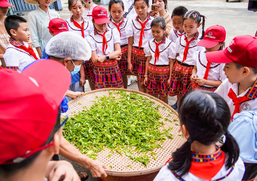 孩子們學(xué)習(xí)制茶。付金城攝
