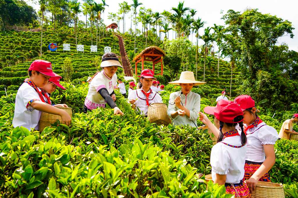 孩子們在茶園采摘茶青。付金城攝