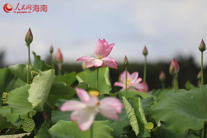 盛開的荷花。人民網(wǎng)記者 孟凡盛攝