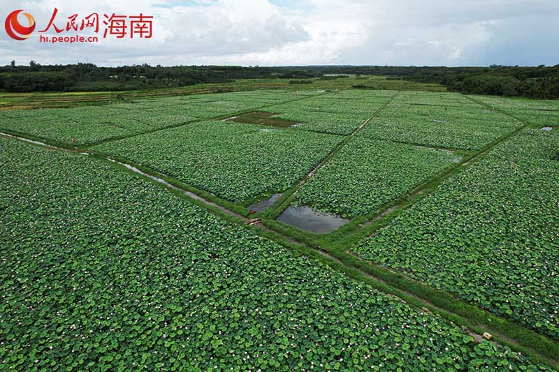 航拍位于文昌市的蓮子種植基地。人民網記者 孟凡盛攝