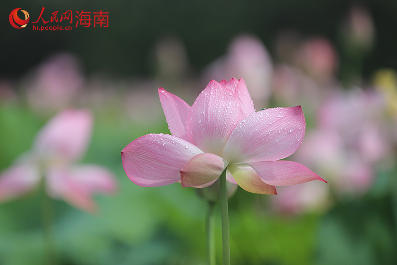 盛開的荷花。人民網記者 孟凡盛攝