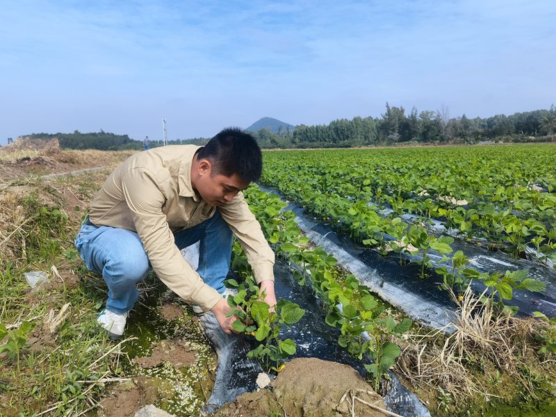 許績英研究生物降解地膜。受訪人供圖