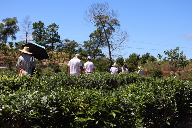 媒體記者走進灣嶺茶山。 主辦方供圖