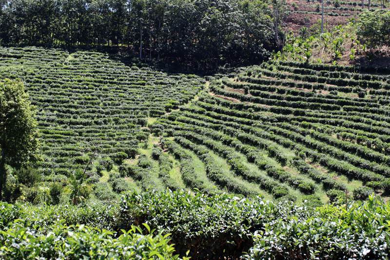 灣嶺茶山。主辦方供圖