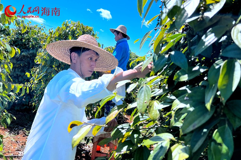 采摘胡椒。 人民網記者 李學山攝