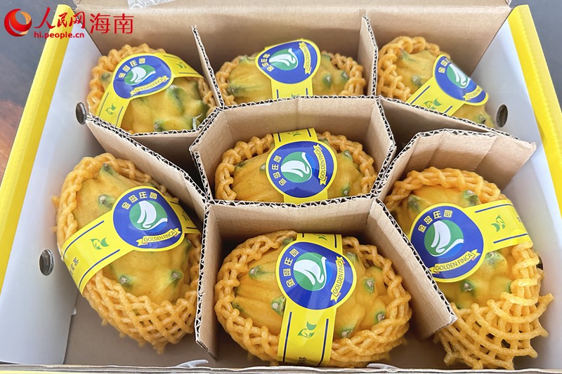 燕窩果。人民網(wǎng)記者 孟凡盛攝