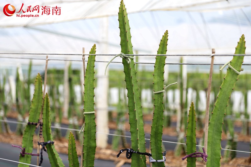 燕窩果苗。人民網(wǎng)記者 孟凡盛攝