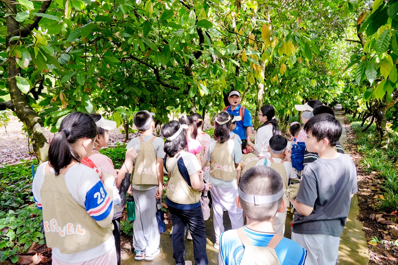 營(yíng)員們?cè)谧匀徽n堂上認(rèn)識(shí)可可樹(shù)。興隆熱帶植物園供圖