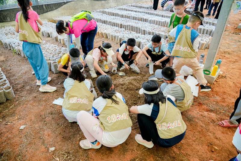 營(yíng)員們?cè)诿缙杂^察可可種子培育過(guò)程。興隆熱帶植物園供圖