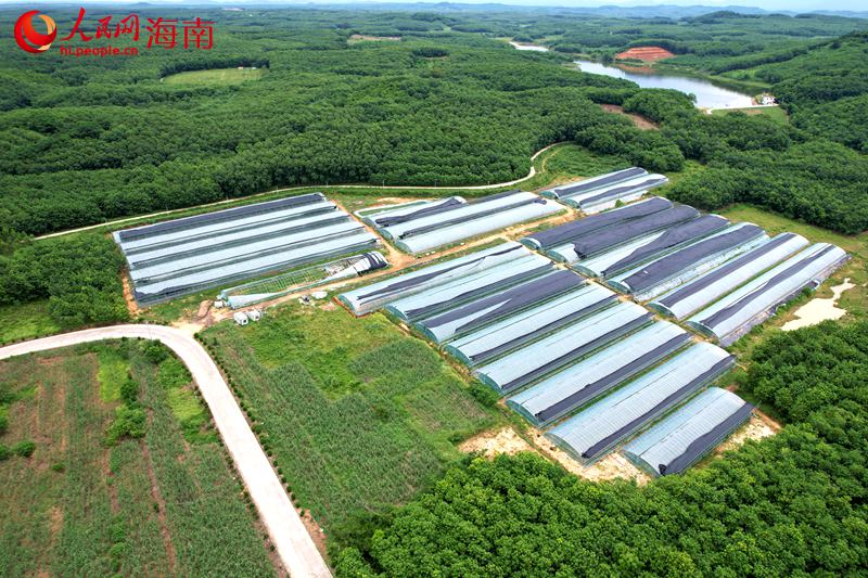 雅星鎮熱帶高效農業示范基地。 人民網記者 孟凡盛攝