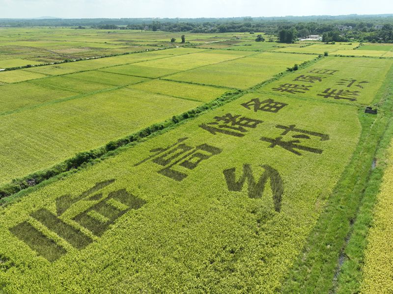 風吹稻田，風景如畫。臨高縣委宣傳部供圖