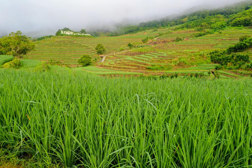 經(jīng)過(guò)一場(chǎng)秋雨的洗禮，禾苗勃勃生長(zhǎng)。張江英攝