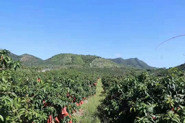 崖州區三公里村果地。崖州區供圖