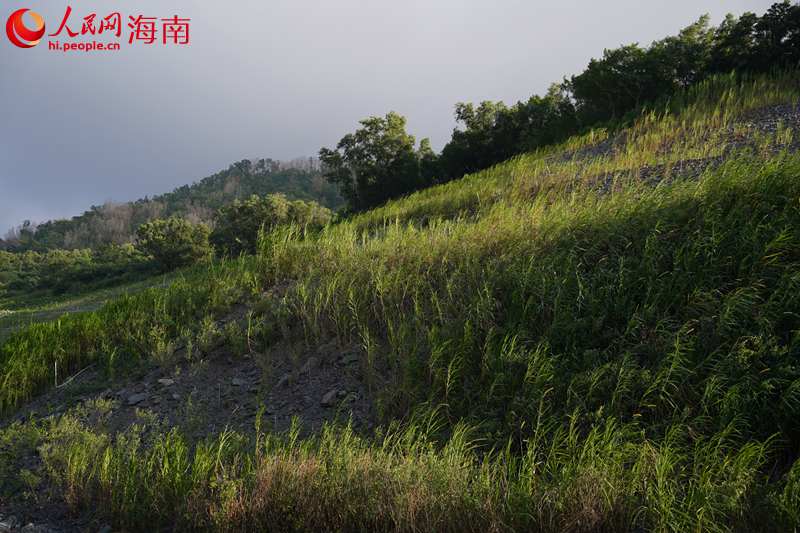 正在修復的礦山。 人民網記者 孟凡盛攝1.JPG